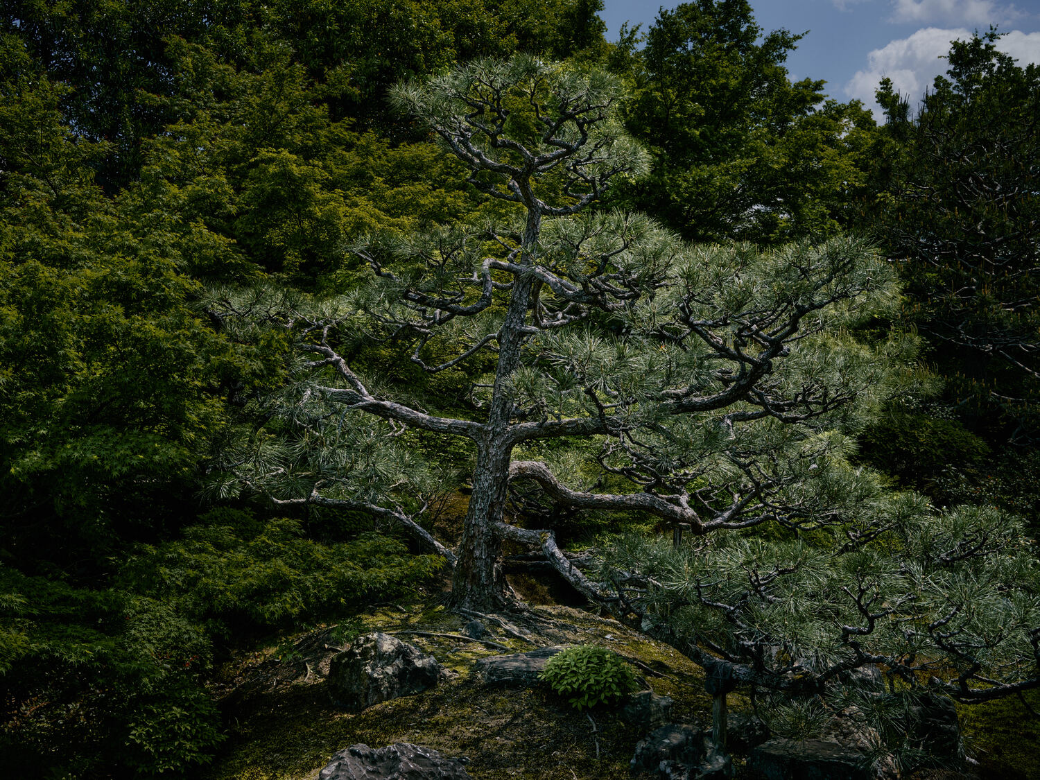 岩上に陣取る孤高の松