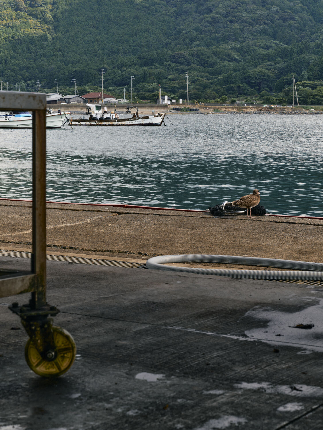 岸辺にひととき漂う鳥と港の風景