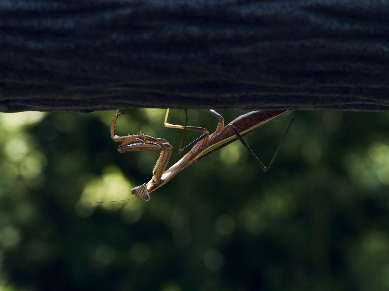 逆さに世界を見つめるカマキリ