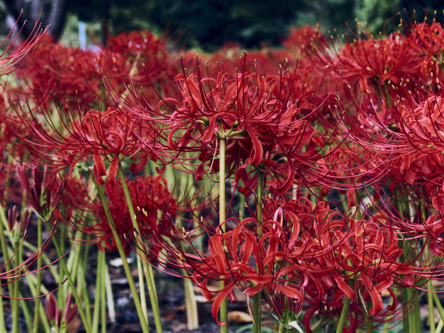 丹波篠山の彼岸花
