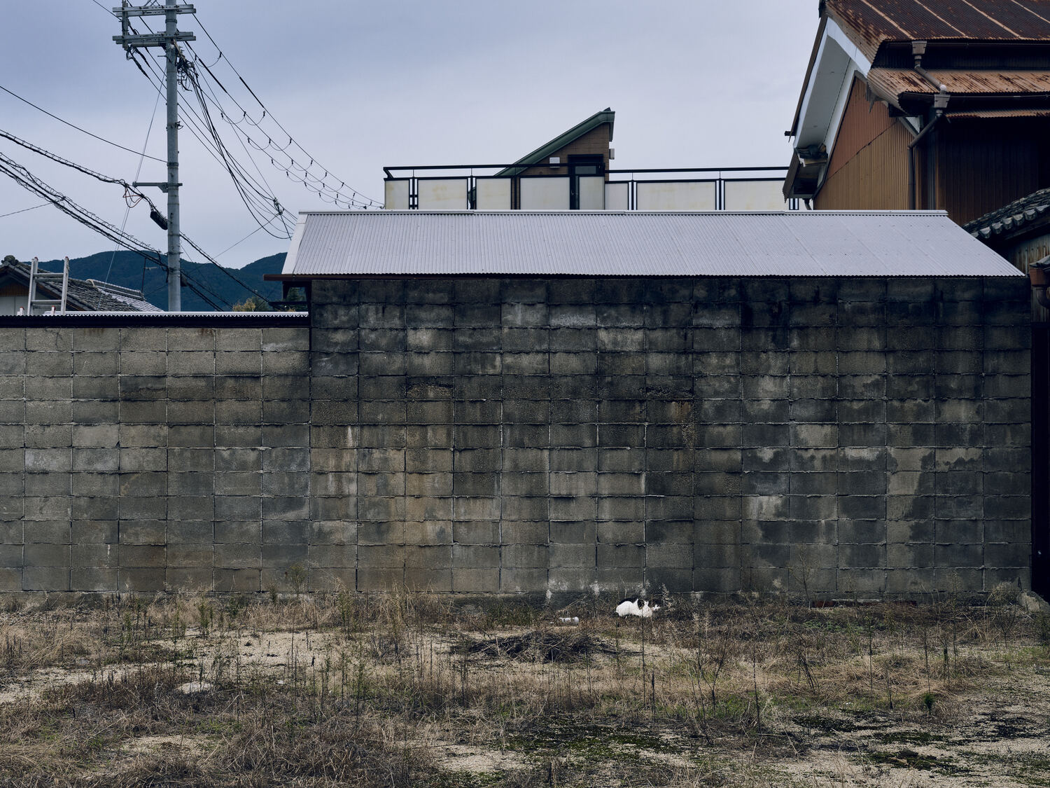 灰色の塀と白黒の猫