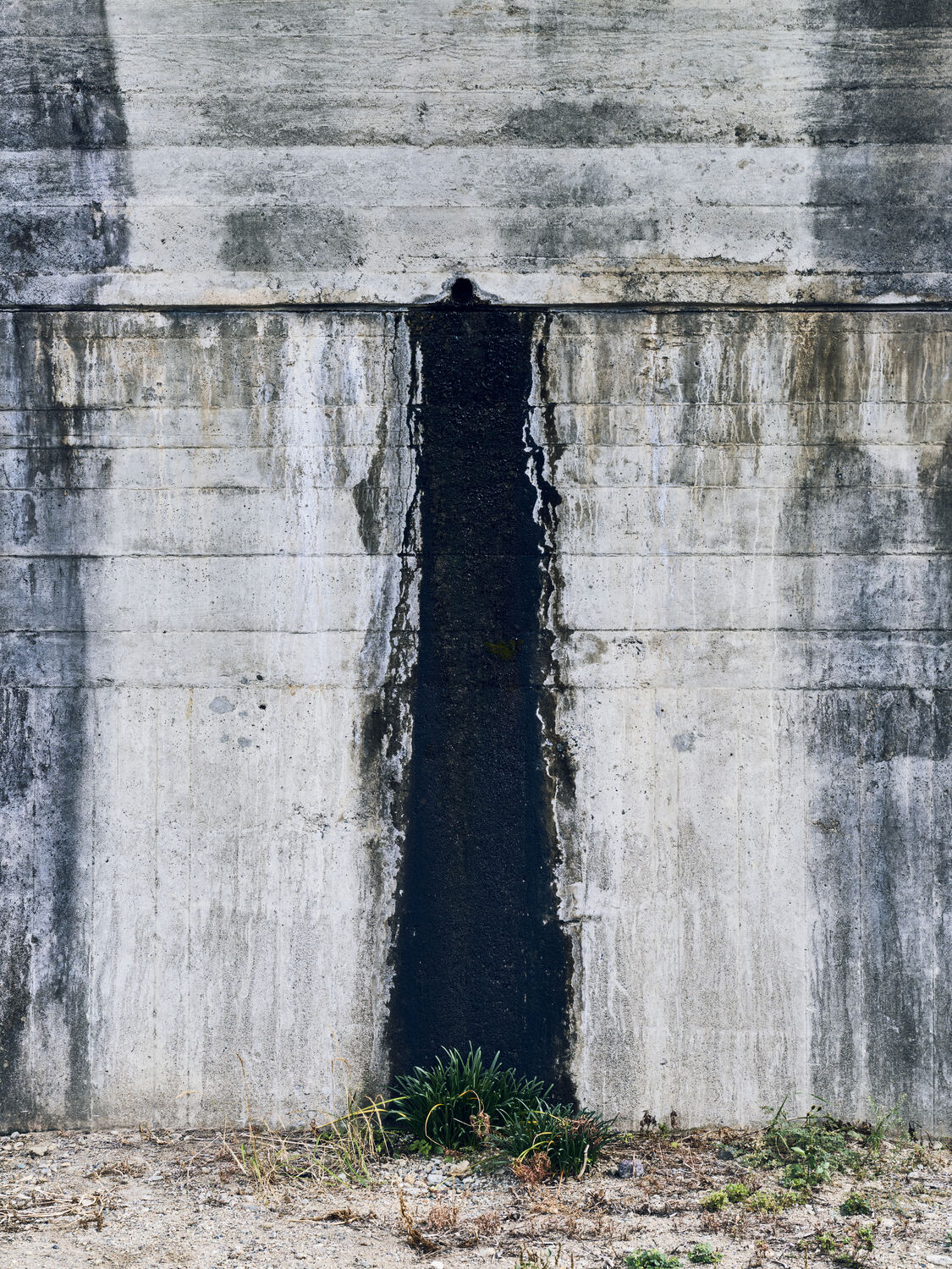 コンクリートのシミと生まれた緑
