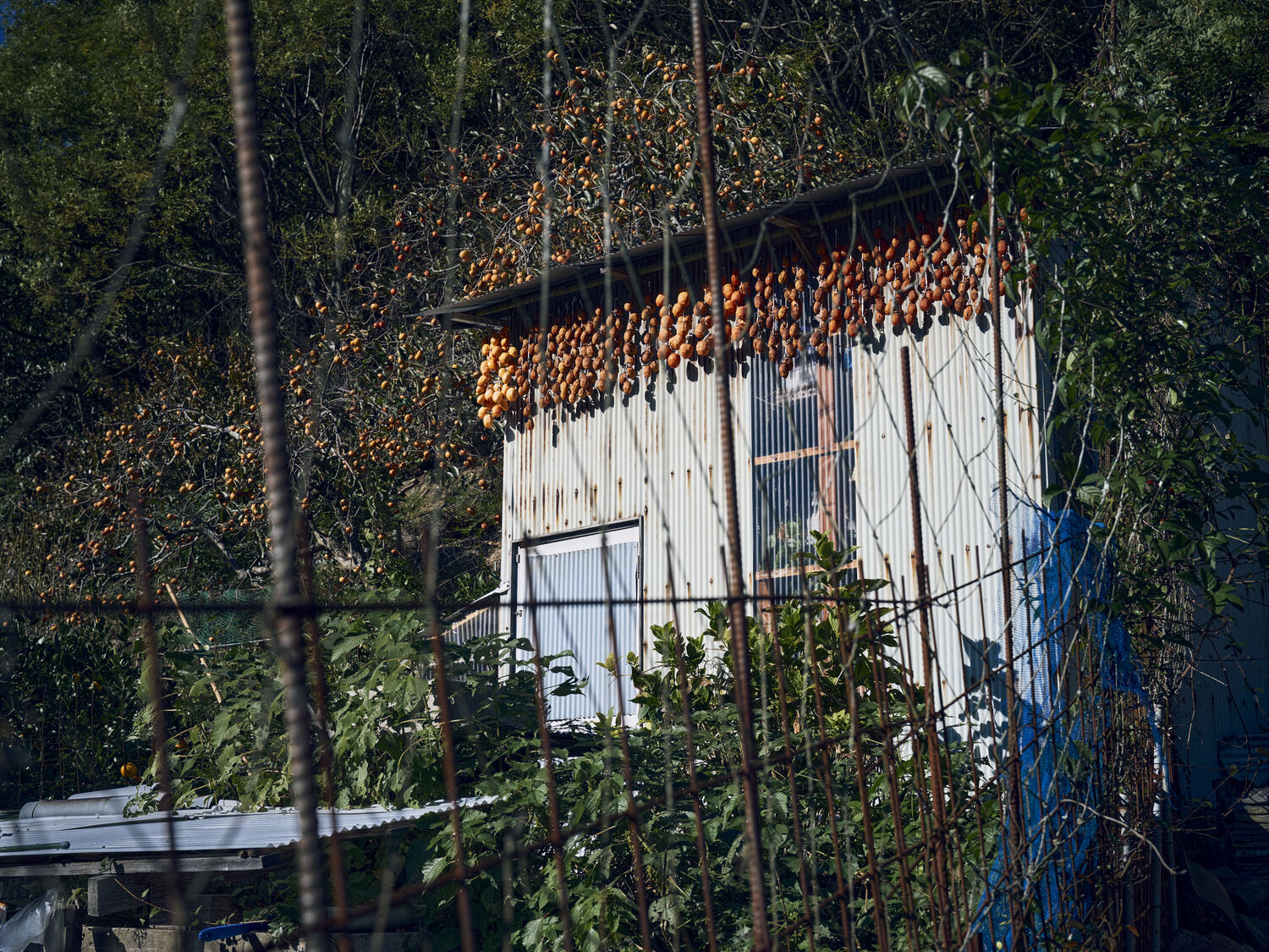 生ける柿と干される柿