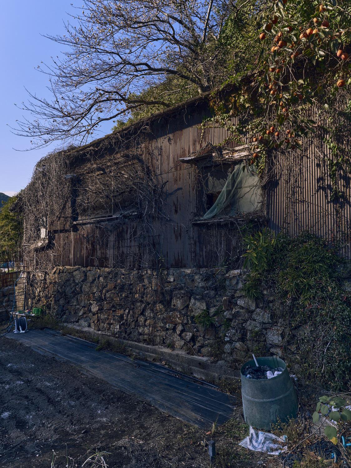 柿と石垣の建物