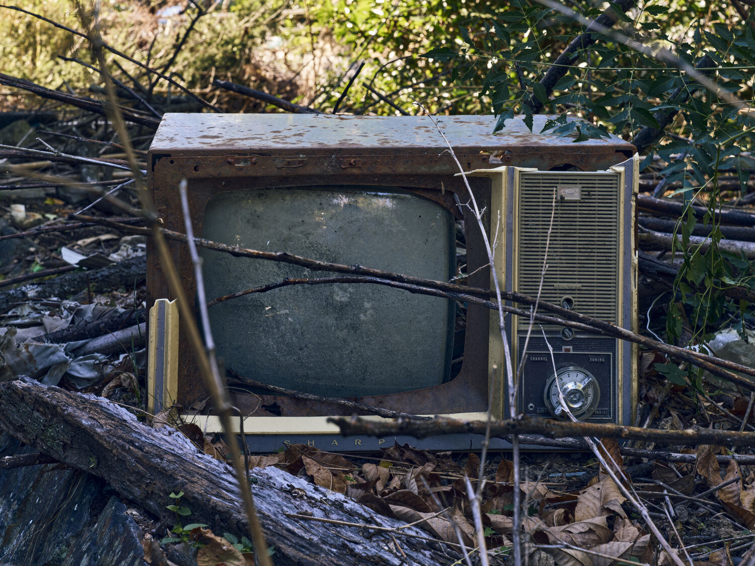 森に取り残された沈黙のスクリーン