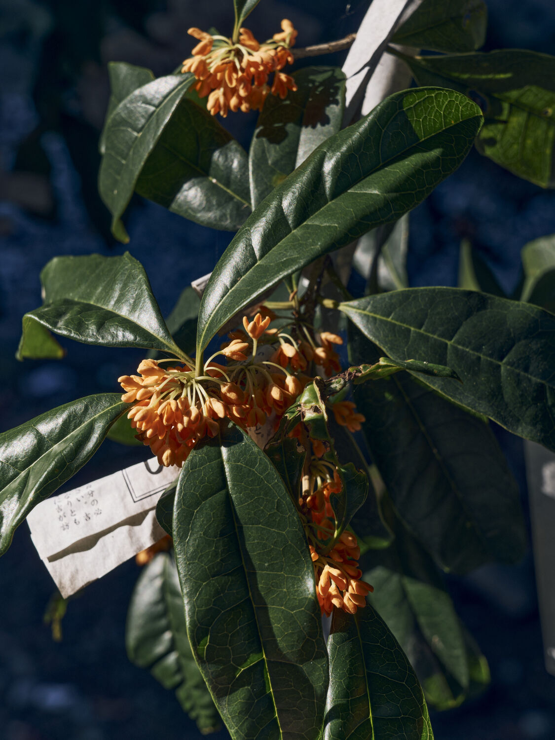 陽だまりに願いを結ぶ金木犀