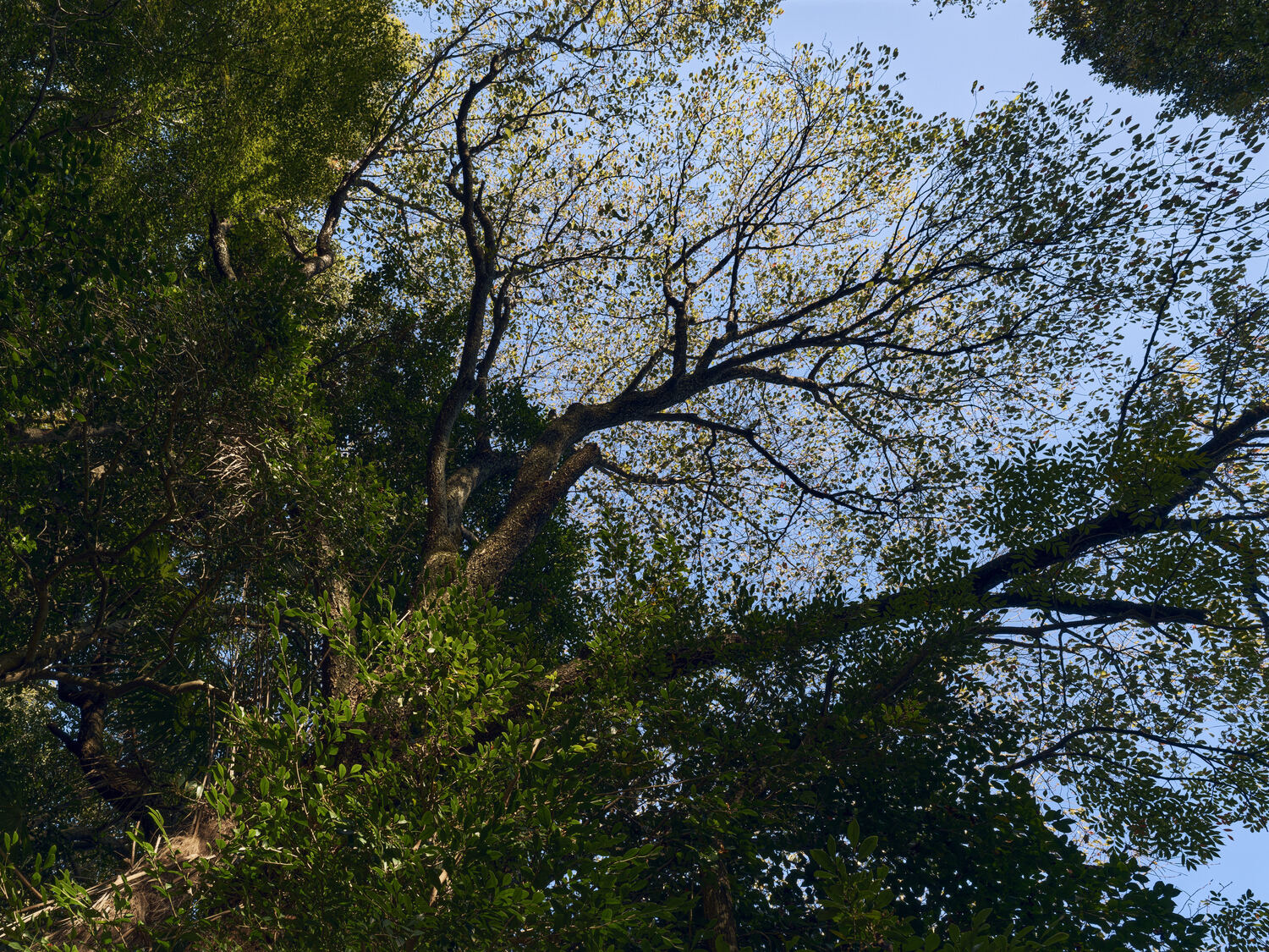 大避神社、空へ伸びる息吹