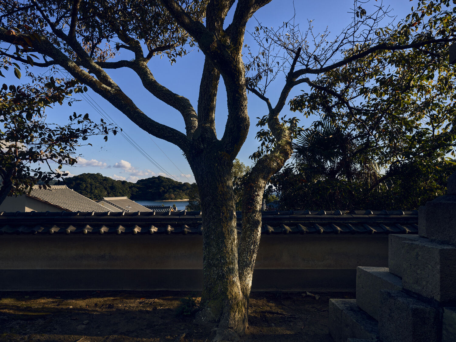 瀬戸内を望む境内の木立ち