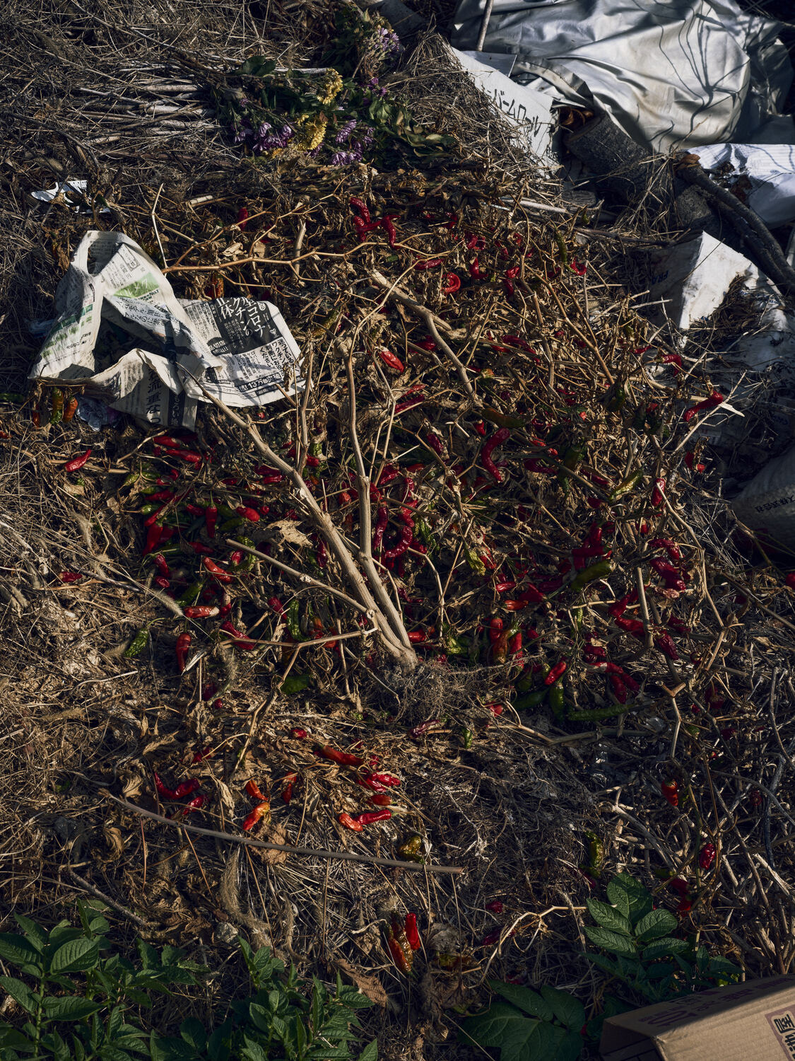打ち捨てられた赤唐辛子