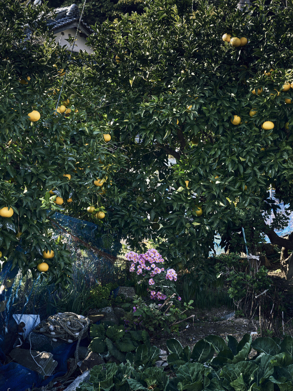 花と柑橘と野菜