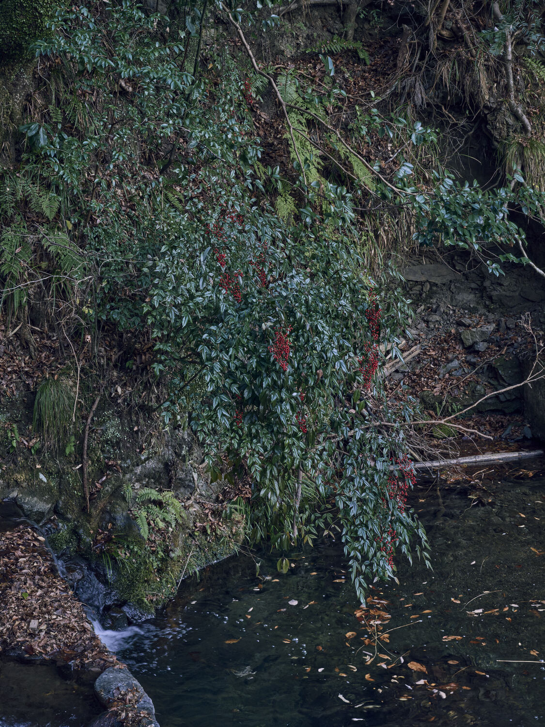 貴船川にはえる南天