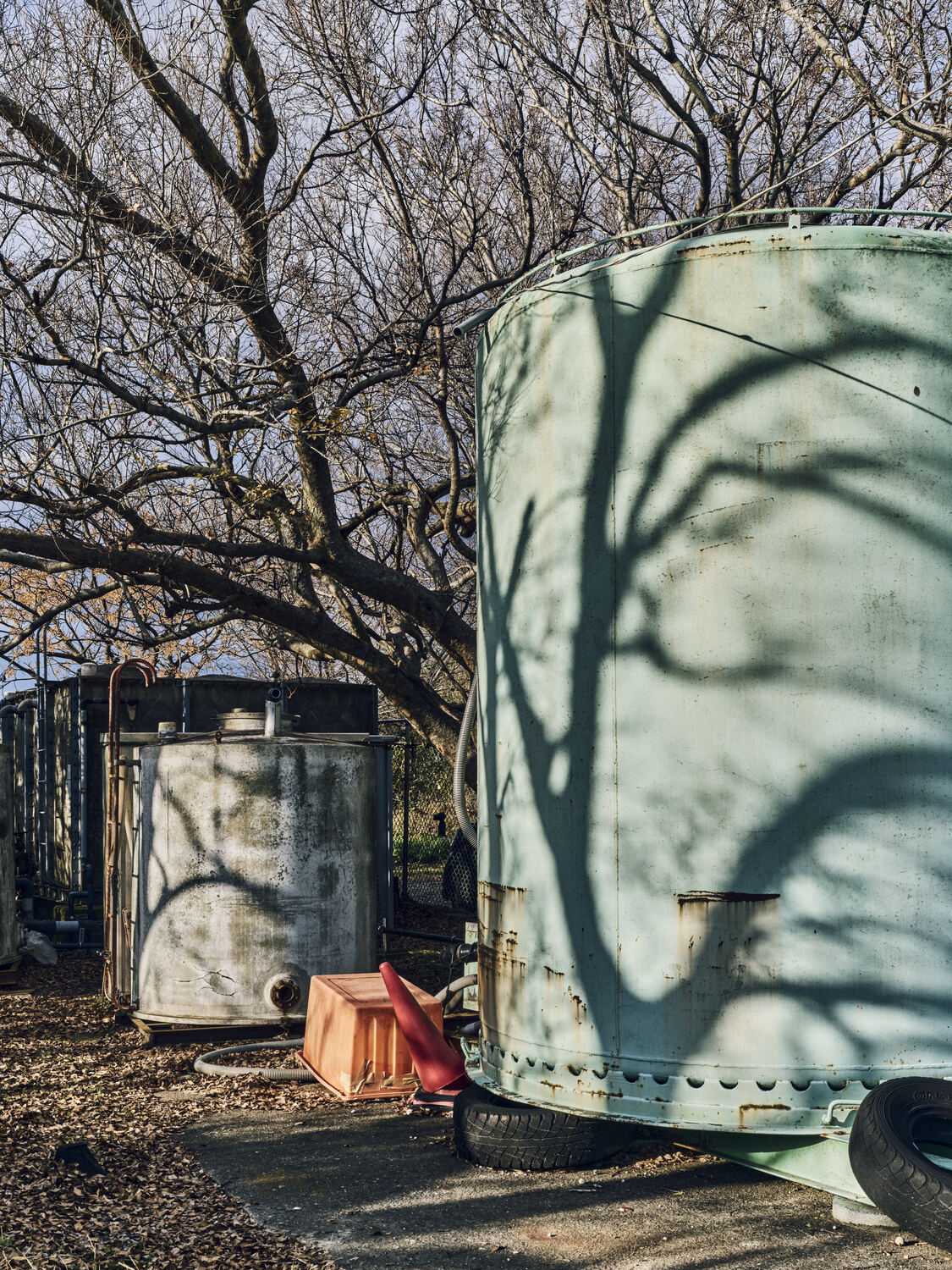 影により完成する冬の木