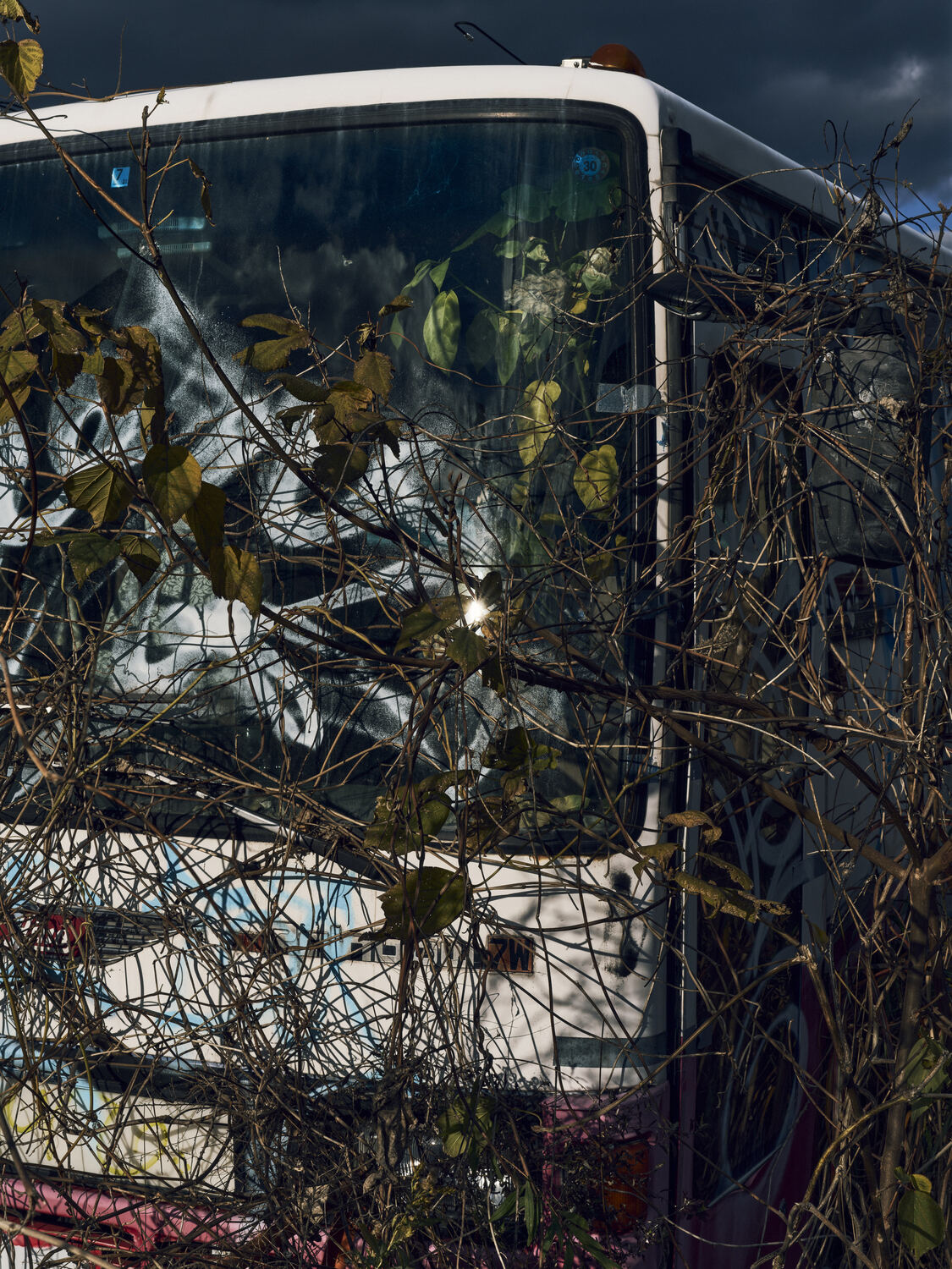 ツタに呑み込まれた旅の終着点