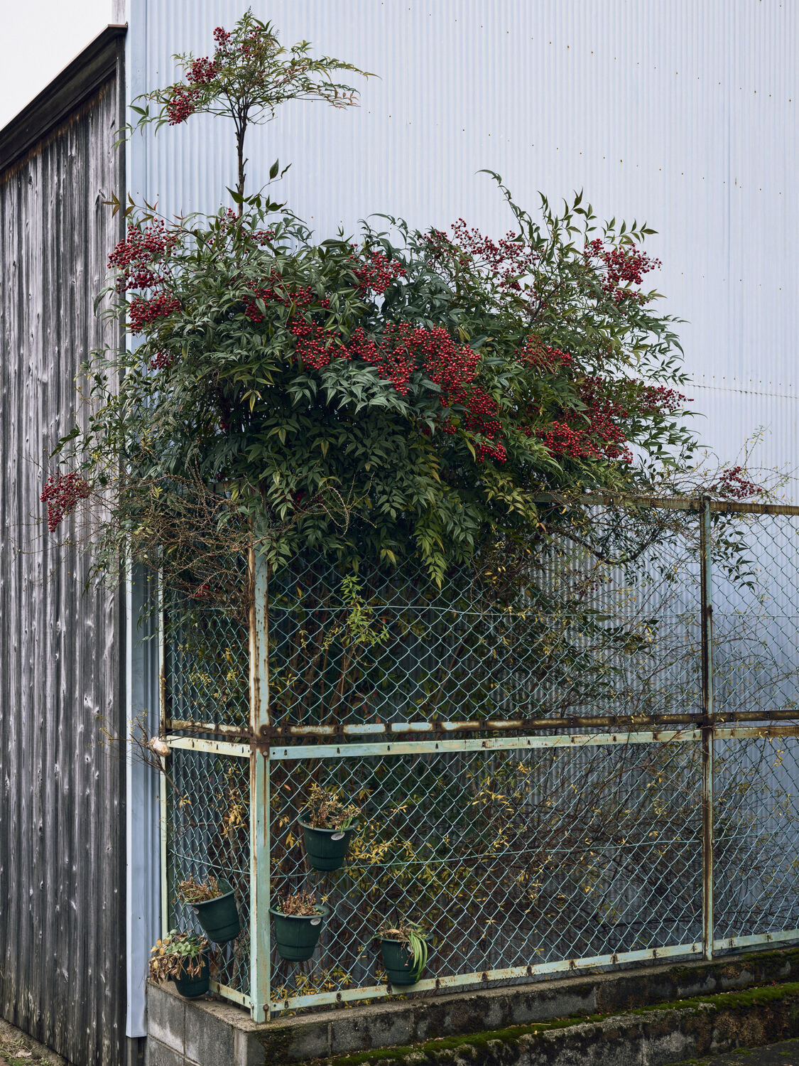 囲いの中の南天と五つの鉢