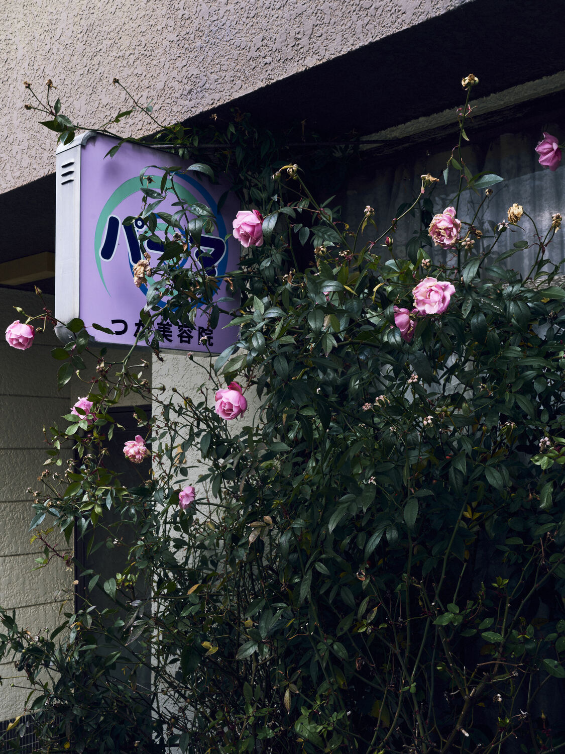 薄紫の美容院のバラ