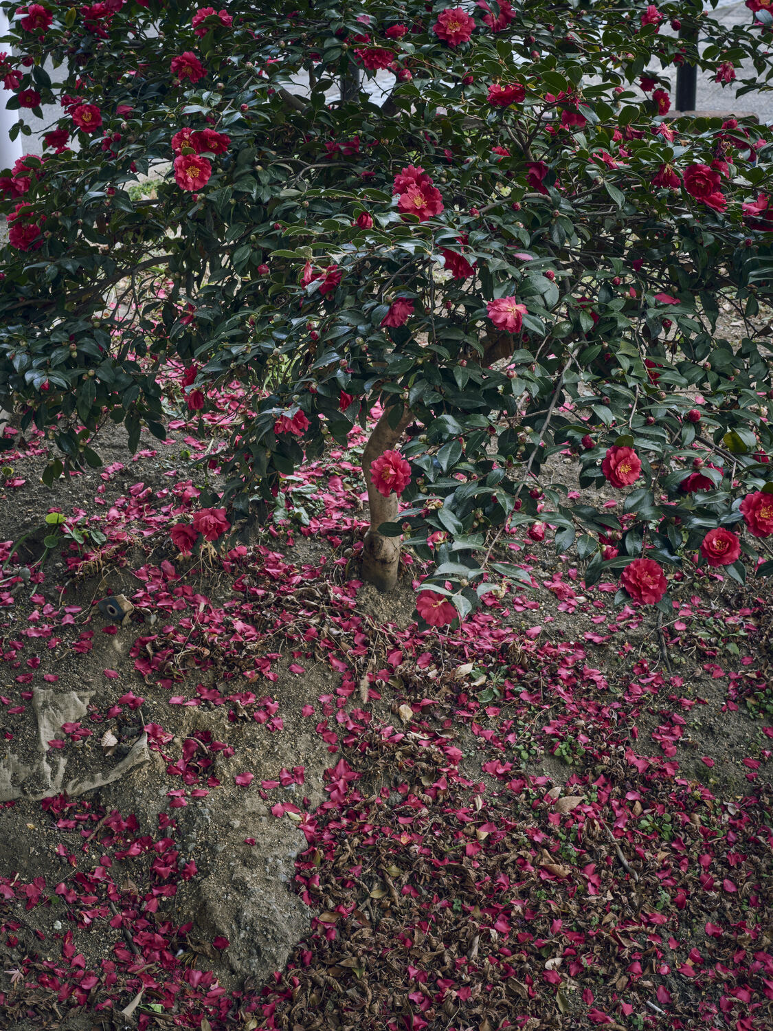 高架下でひっそりと散る花