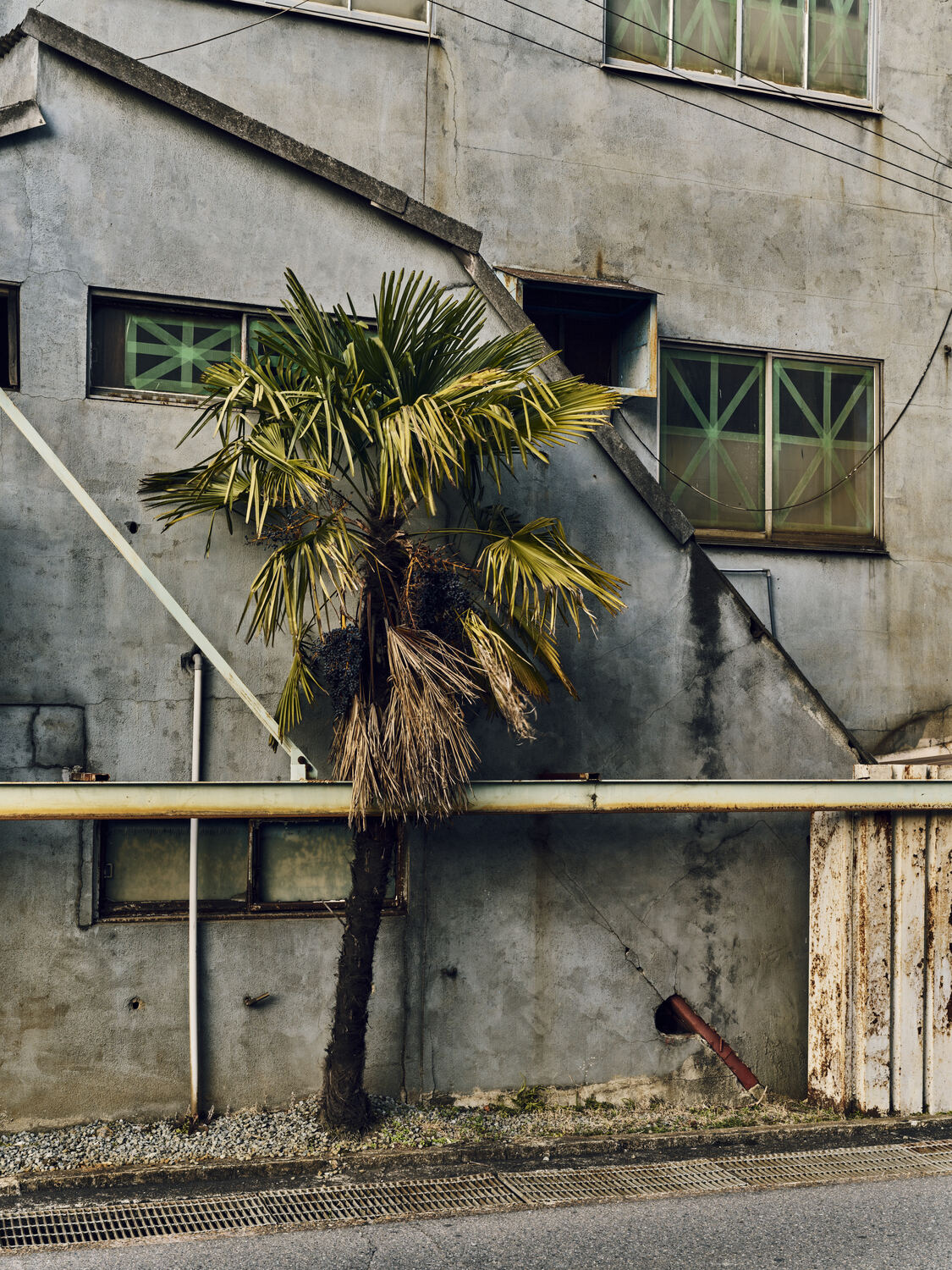 行き場のない南の木