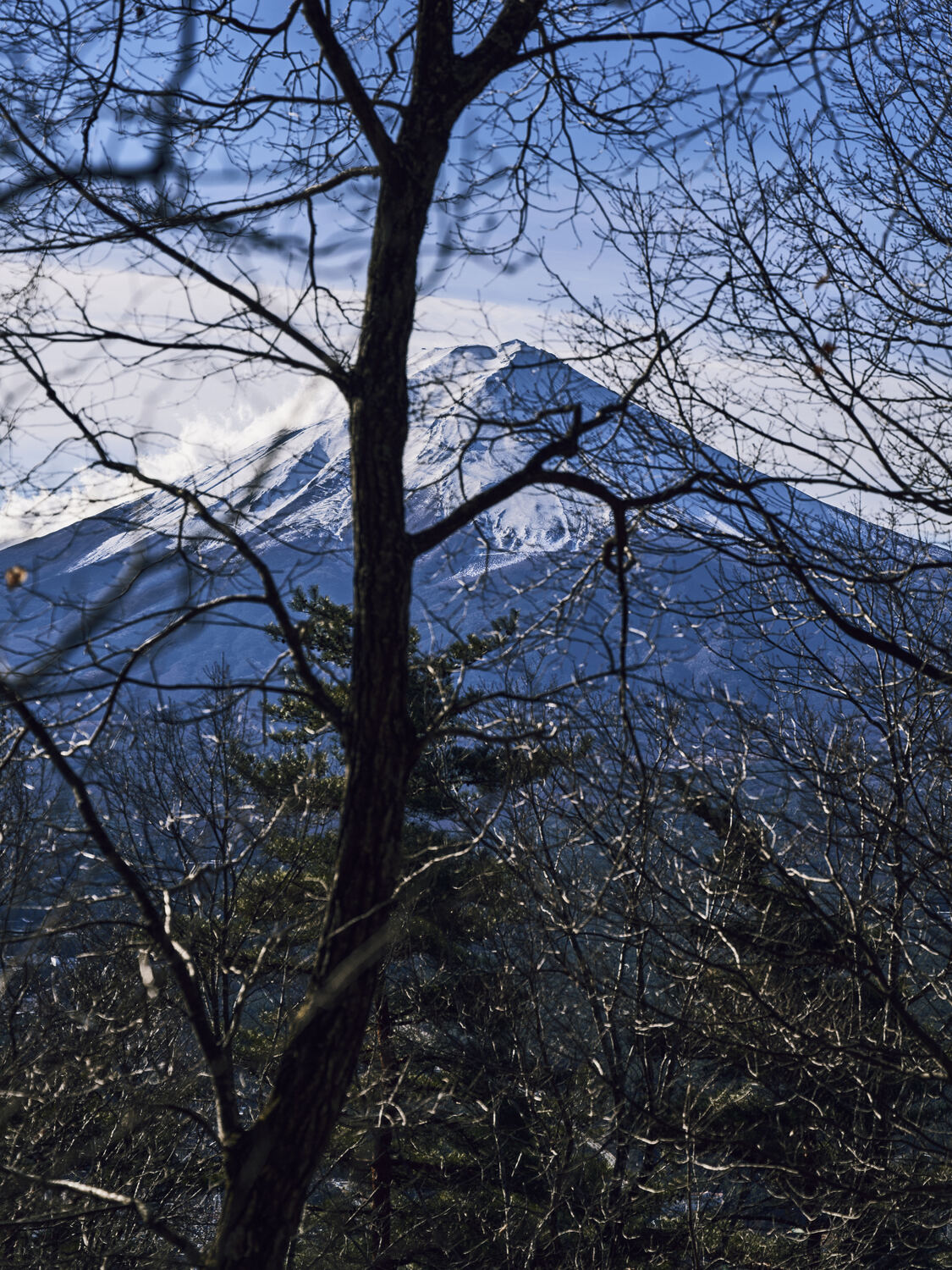木立越しに望む冬の富士